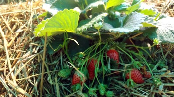 Innovation of the farmers of Kartla, Strawberry cultivation has been done in four decimal land of the training center