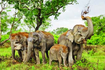ELEPHANTS TERROR IN KORBA