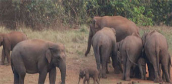 ELEPHANTS TERROR KORBA