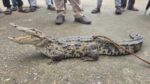 CROCODILE IN KORBA HASDEV RIVER